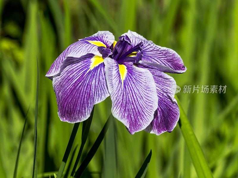 特写Iris Portland日本花园在俄勒冈州波特兰花浸700031832